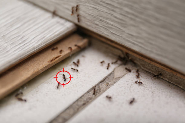 Reliable Gainesboro, TN Pest Control Solutions